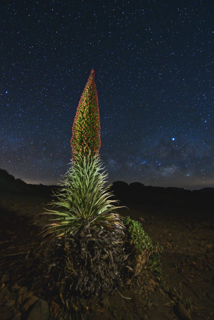 Tajinaste en flor iluminado bajo las estrellas