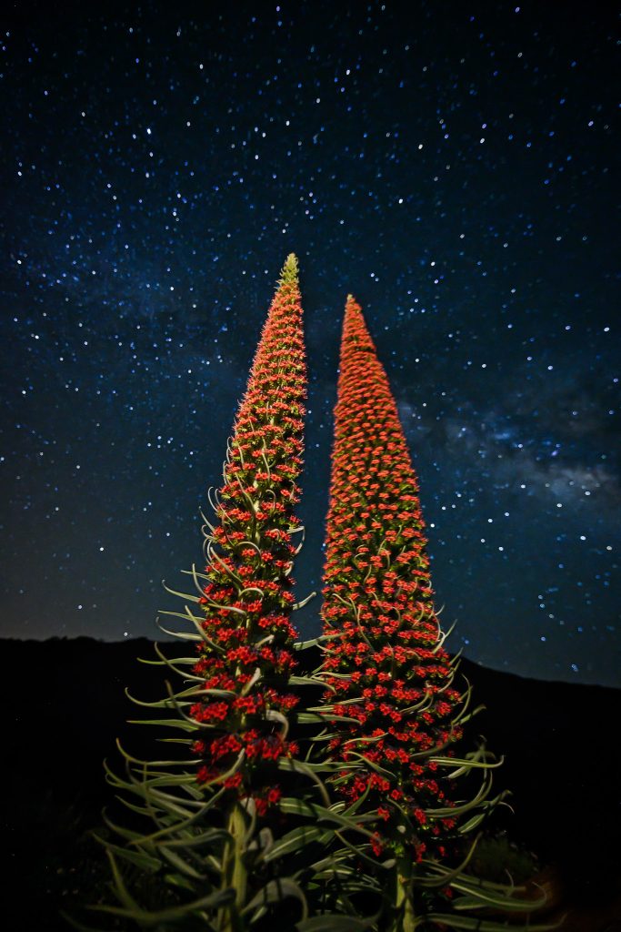 Tajinastes rojos bajo un cielo repleto de estrellas